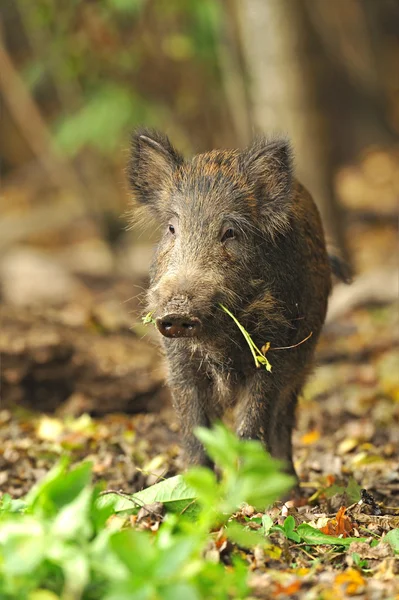 Porco selvagem num habitat natural — Fotografia de Stock
