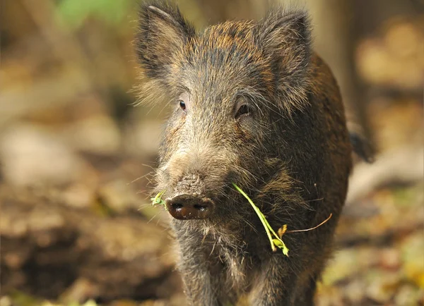 Wildschweine in einem natürlichen Lebensraum — Stockfoto