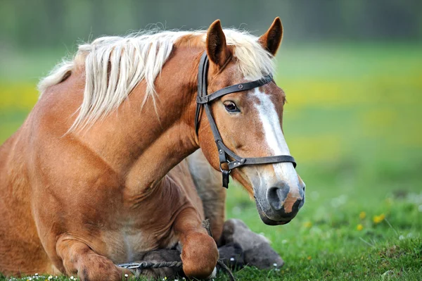 Portrait de cheval — Photo