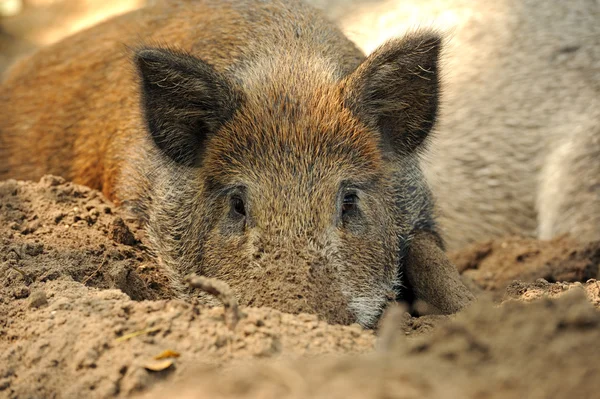 Wildschweine in einem natürlichen Lebensraum — Stockfoto