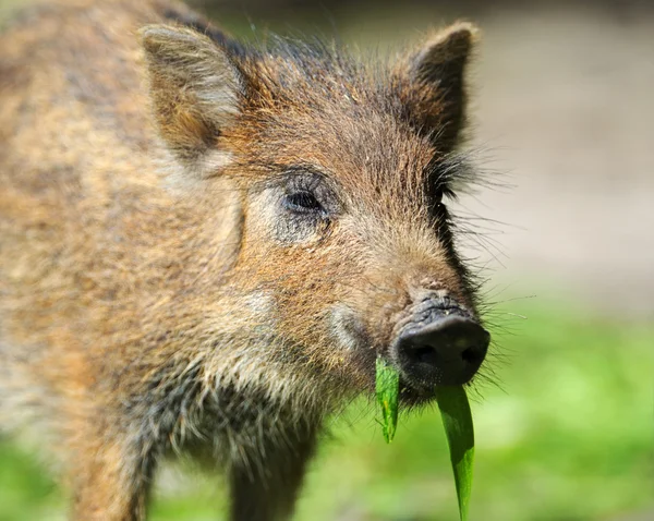 Wild varken in een natuurlijke habitat — Stockfoto