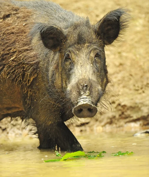 Дикая свинья в естественной среде обитания — стоковое фото