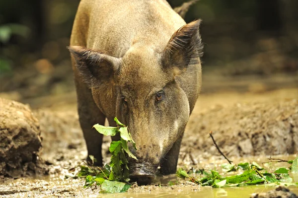 Wild varken in een natuurlijke habitat — Stockfoto