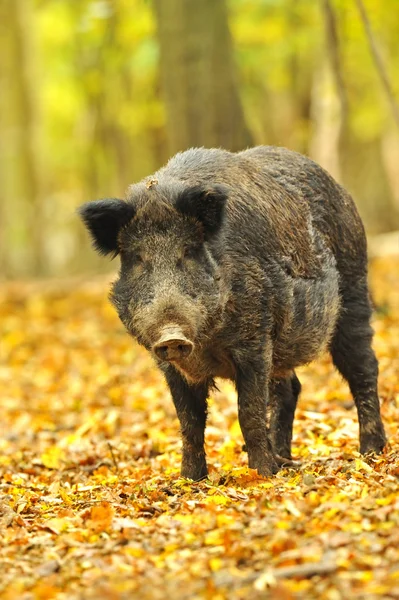 在秋天的森林中的野生猪 — 图库照片