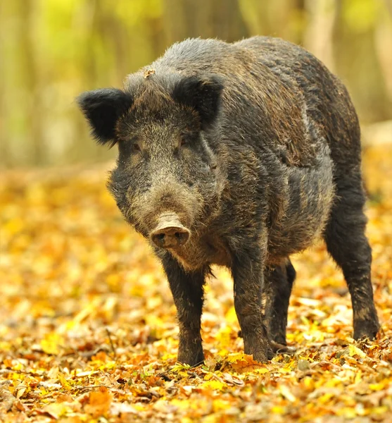 Дикая свинья в осеннем лесу — стоковое фото
