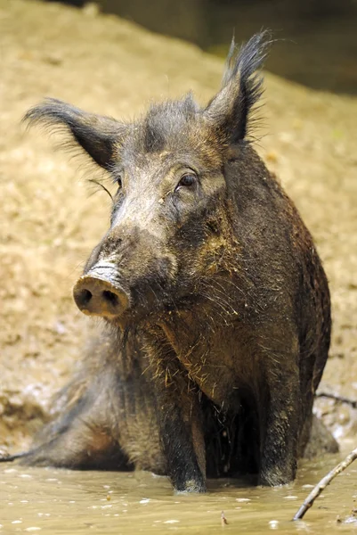 Porc sauvage dans un habitat naturel — Photo