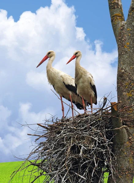Landscape with Stork — Stock Photo, Image