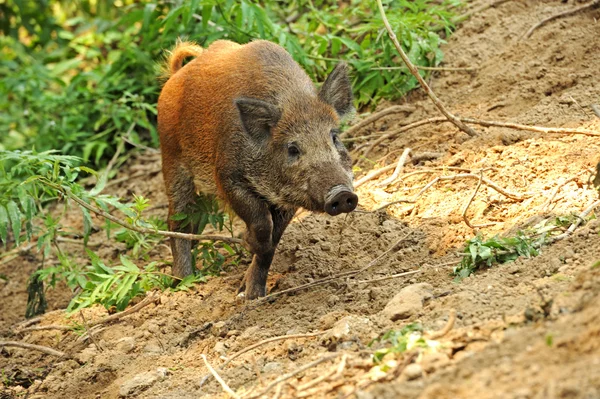 Porco selvagem num habitat natural — Fotografia de Stock