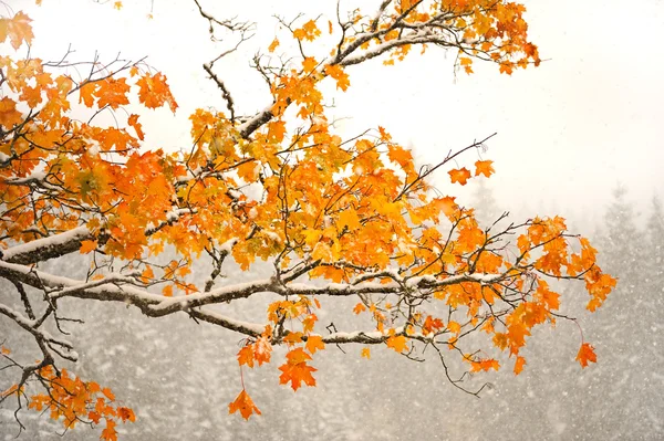 Dia de outono — Fotografia de Stock