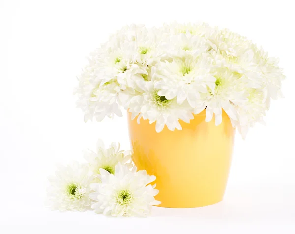 Chrysanthemum bouquet in yellow flower pot over white background — Stock Photo, Image