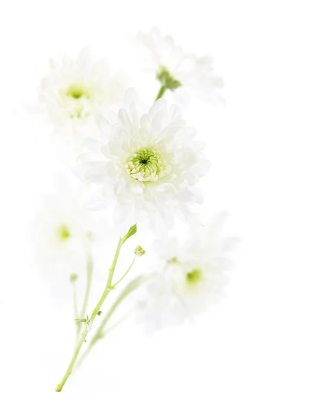 Chrysanthemen Blumenstrauß auf weißem Hintergrund. Nahaufnahme — Stockfoto