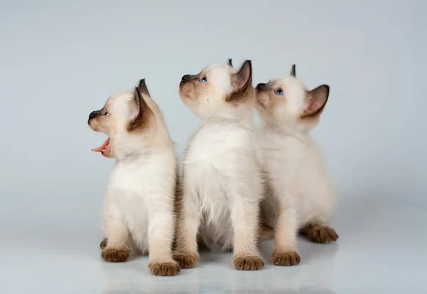Tre små kattungar siames — Stockfoto
