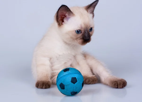 Kattunge med boll — Stockfoto