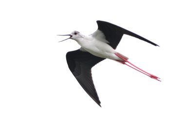 siyah üzerine beyaz izole uçuş, Uzunbacak (himantopus himantopus) kanatlı