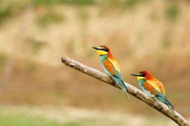 Avrupa Bee-eaters (arı kuşu apiaster birkaç)