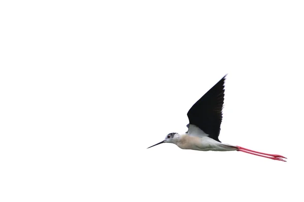 Siyah üzerine beyaz izole uçuş, Uzunbacak (himantopus himantopus) kanatlı — Stok fotoğraf