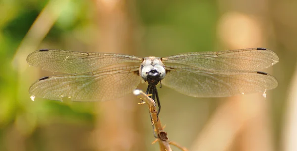 Dragonfly blu-grigio, vista frontale — Foto Stock