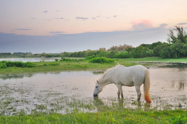 放牧在浅水中的白马 — 图库照片