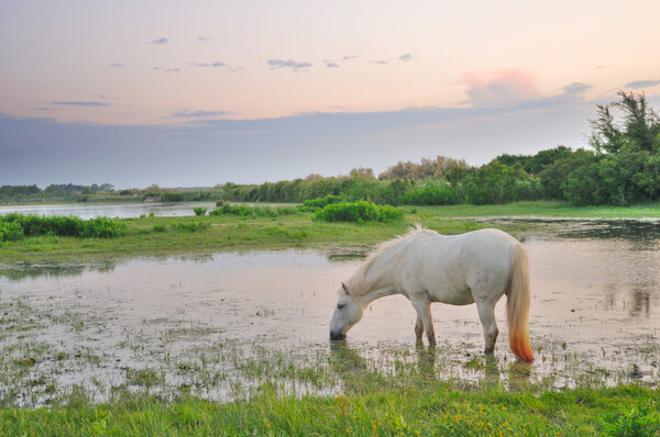 White horse grazing in shallow water