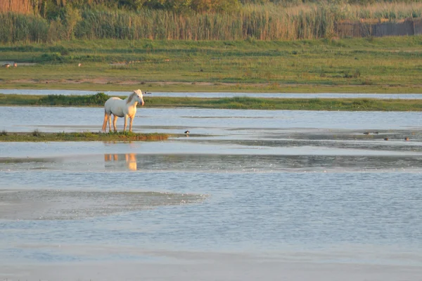 Bílý kůň stojící uprostřed mělkou vodou — Stock fotografie