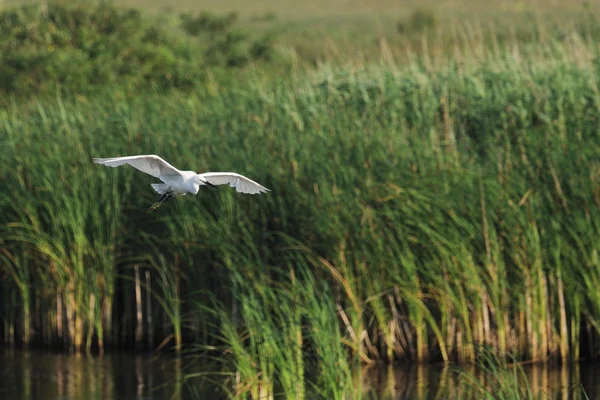 Pequena egret (Egretta Garzetta) voando em seu ambiente — Fotografia de Stock