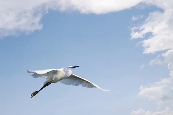 Little egret (Egretta Garzetta) flying against blue sky with clouds — Stock Photo, Image