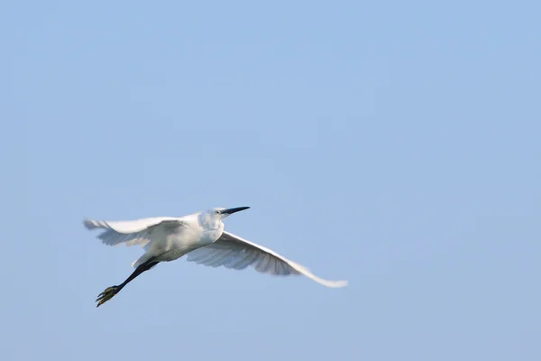 Pequeña garza (Egretta Garzetta) volando contra el cielo azul —  Fotos de Stock