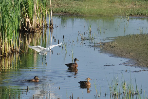 Little egret (Egretta Garzetta) landing among ducks and mallards in its env — Stock Photo, Image