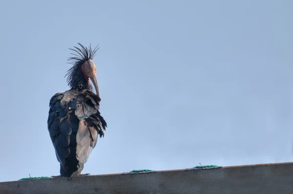 stock image Northern Bald Ibis or Waldrapp (Geronticus eremita)