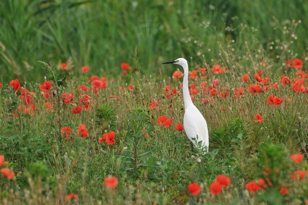 Little egret (Egretta Garzetta) among poppies