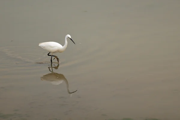 Little egret (Egretta Garzetta) in shallow water — Stock Photo, Image