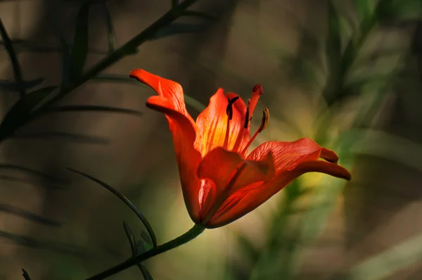Fuego Lily en el sotobosque oscuro —  Fotos de Stock