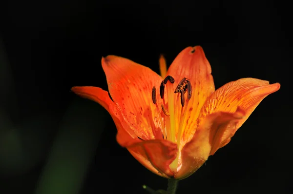 Fire Lily on very dark background — Stock Photo, Image