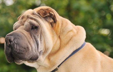 Pure-bred Shar Pei dog clipart