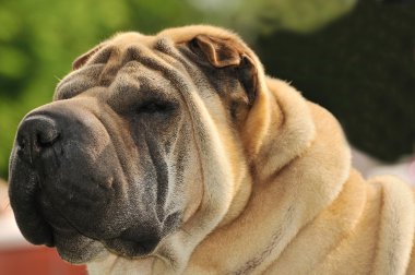 yetiştirilmiş saf shar pei köpek