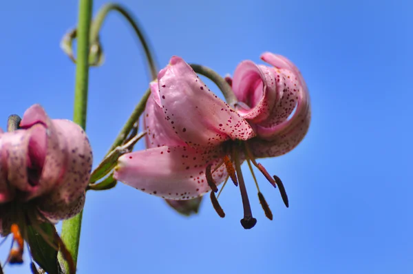 Zlatohlavá nebo Turek je čepice lily — Stock fotografie