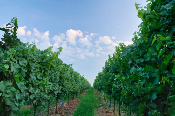 Виноградник Франчакорта — стоковое фото