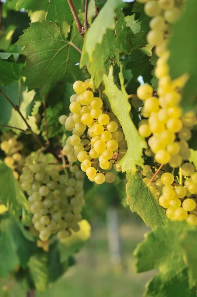 Кластер белого винограда — стоковое фото