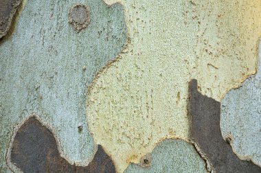 Londra Planetree (Platanus acerifolia kabuğu)