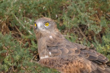 Short-toed Snake Eagle in brambles clipart