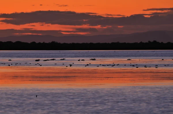 Dettaglio del tramonto su una laguna di Camargue — Foto Stock