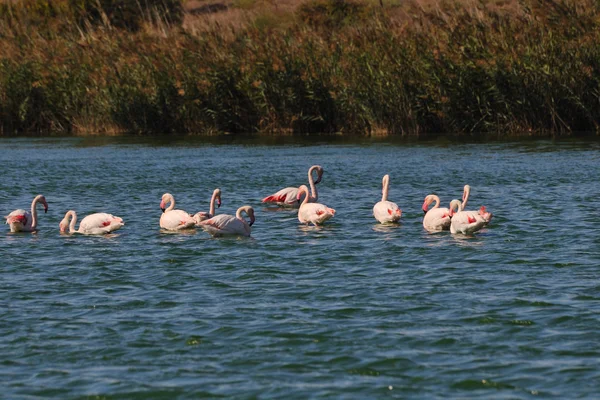 Flamencos Mayores (Phoenicopterus roseus) en un estanque en Camargue —  Fotos de Stock