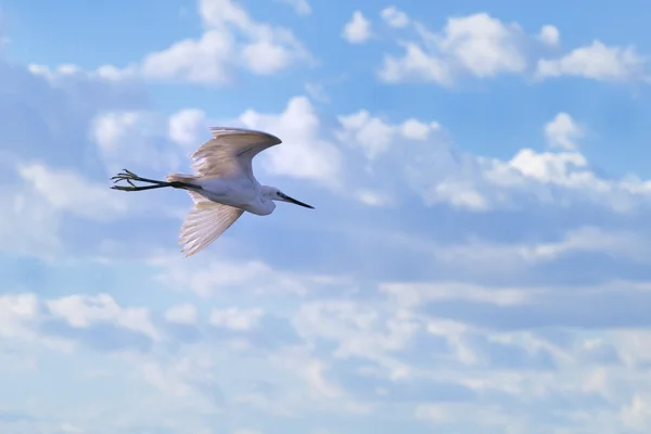 Daha önce bulutlu gökyüzü uçan küçük ak balıkçıl — Stok fotoğraf