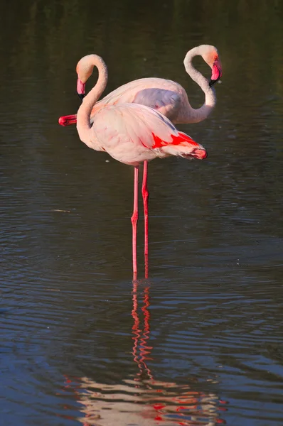 Tek bacaklı sığ suda duran iki büyük flamingolar — Stok fotoğraf
