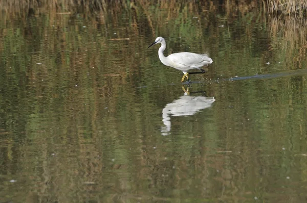 Little egret hunting in shallow water, — Stock Photo, Image