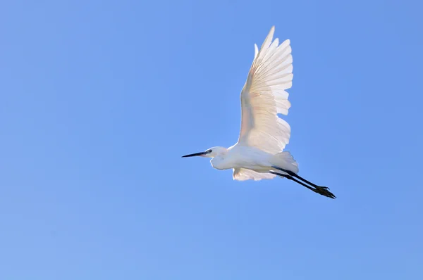 小白鹭飞翔在蓝蓝的天空之前 — 图库照片
