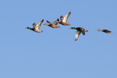 Mallards in flight clipart