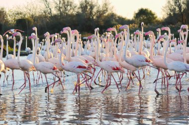 A large flock of greater flamingos clipart