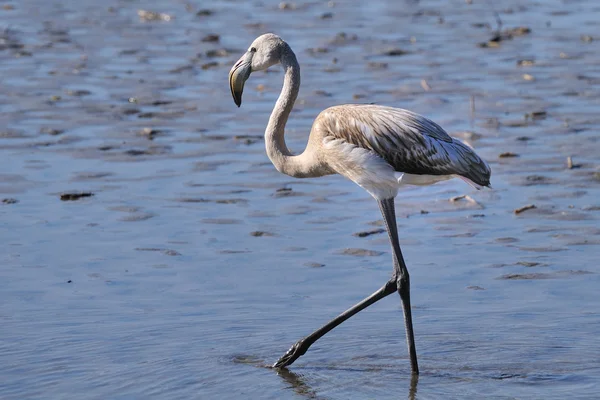 Jovenil maior flamingo caça em águas rasas — Fotografia de Stock