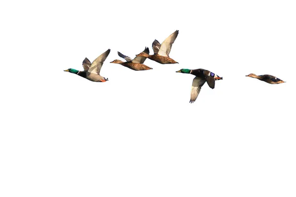 绿头鸭在飞行，孤立在白色 — 图库照片
